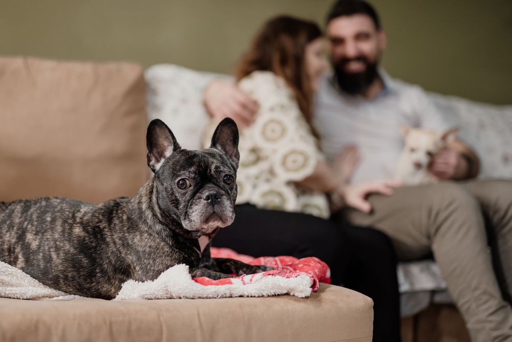 French bulldog lounges comfortably on a plush couch with a red chew toy nearby.