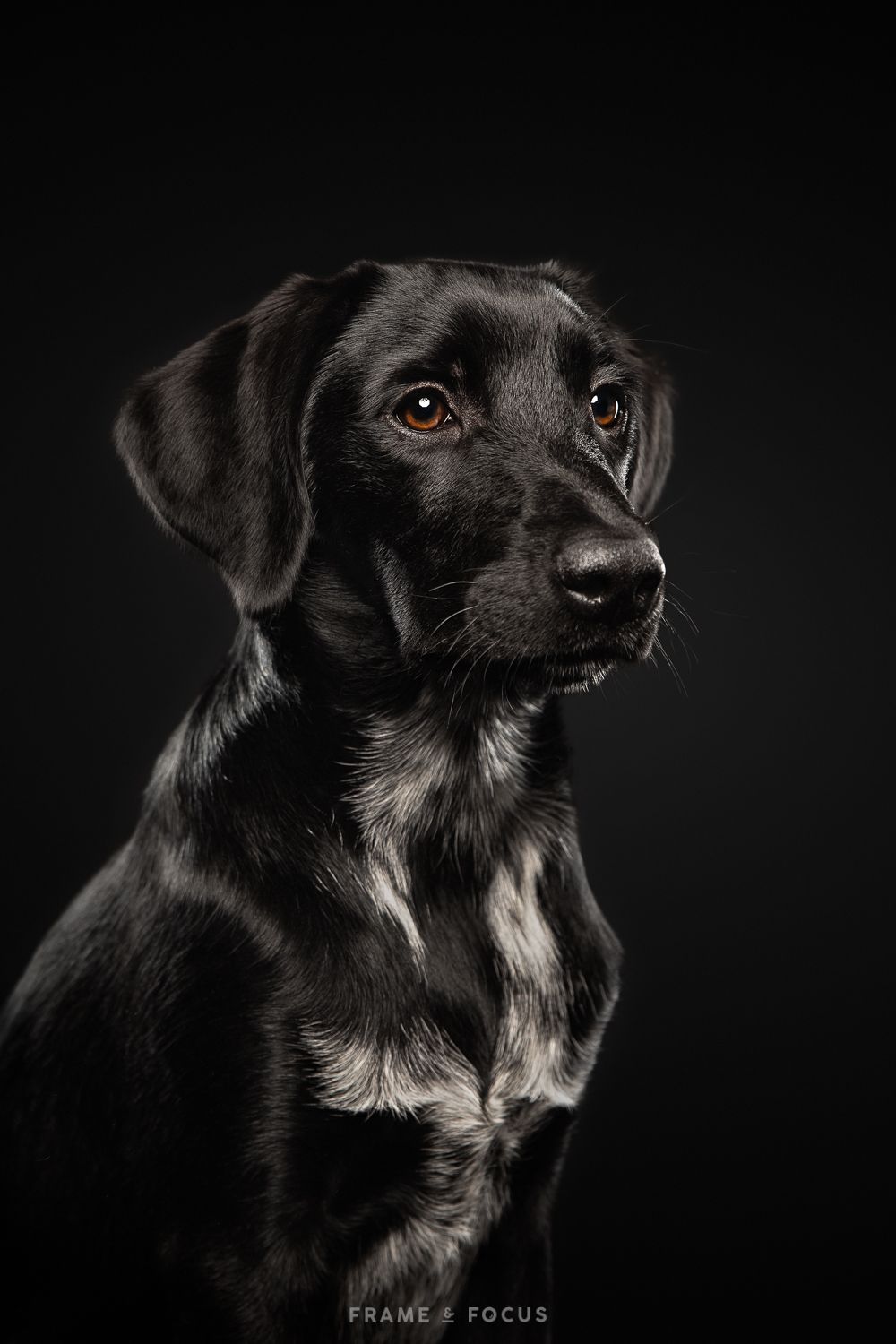 Labrador mix studio portret zwarte achtergrond