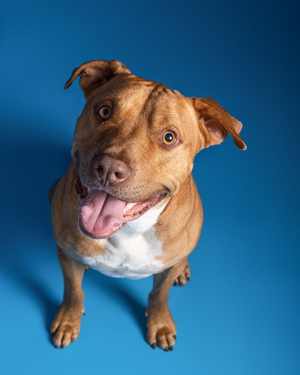 Happy brown pit bull dog sitting and smiling with tongue out against a bright blue studio background.