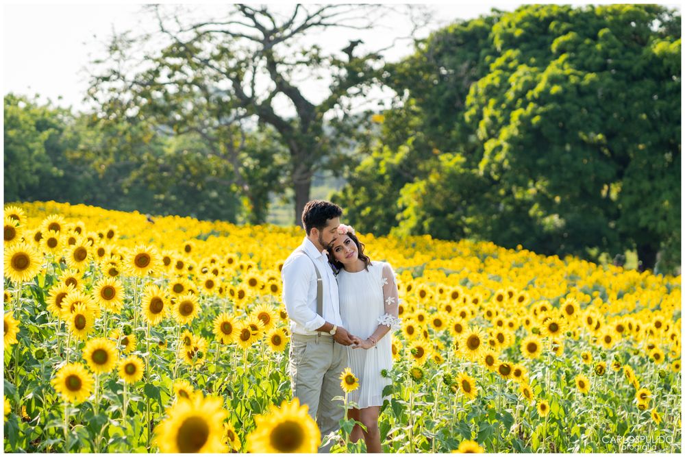A couple shares an intimate moment surrounded by towering yellow sunflowers on a sunny afternoon.