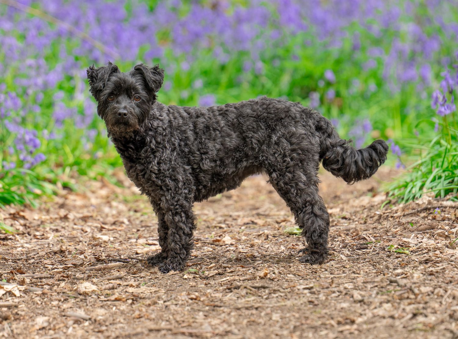Captivating dog portrait photoshoot in bluebells from outdoor photoshoot. Photographer is Isobel Hughes Photography in Haworth West Yorkshi