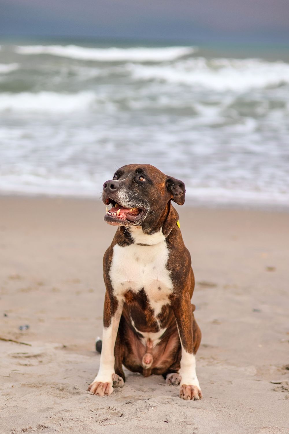 professional photograph of a dog on the beach
