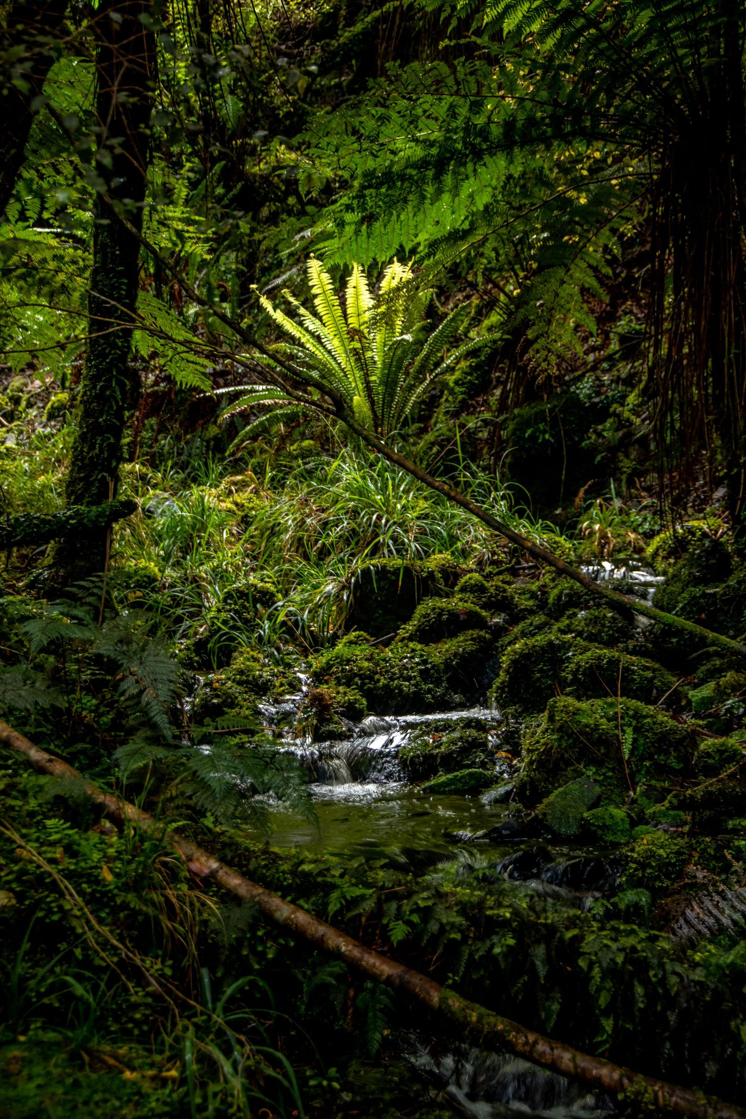 Petite cascade en forêt tropicale humide avec fougères et mousse luxuriante