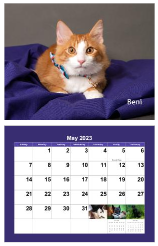 An orange and white cat named Beni poses on purple fabric above a May 2023 calendar page showing dates and small thumbnail photos.