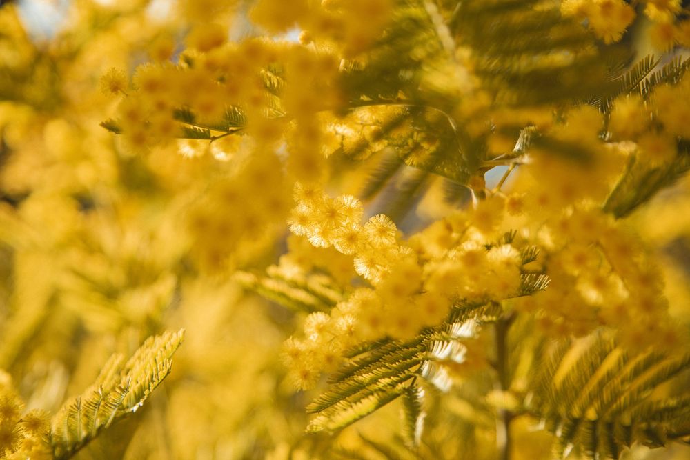 Bouquet de mimosas en pleine lumière hivernale — un éclat de soleil au cœur de la saison froide, quelque part en Provence.