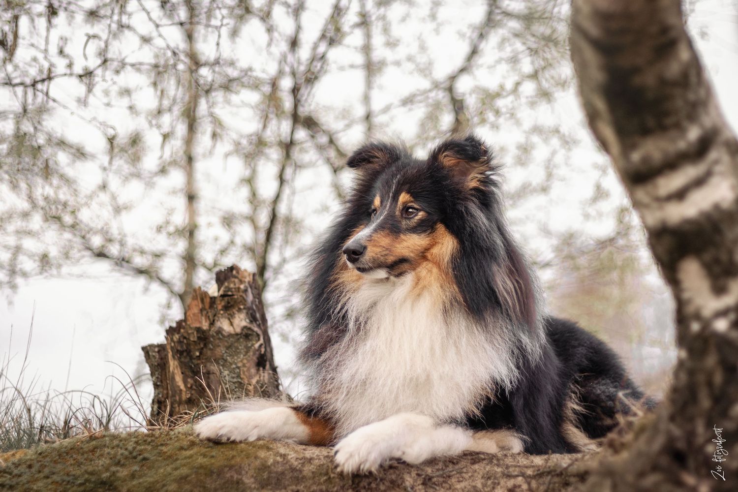 Hondenfotografie Zoefotografeert