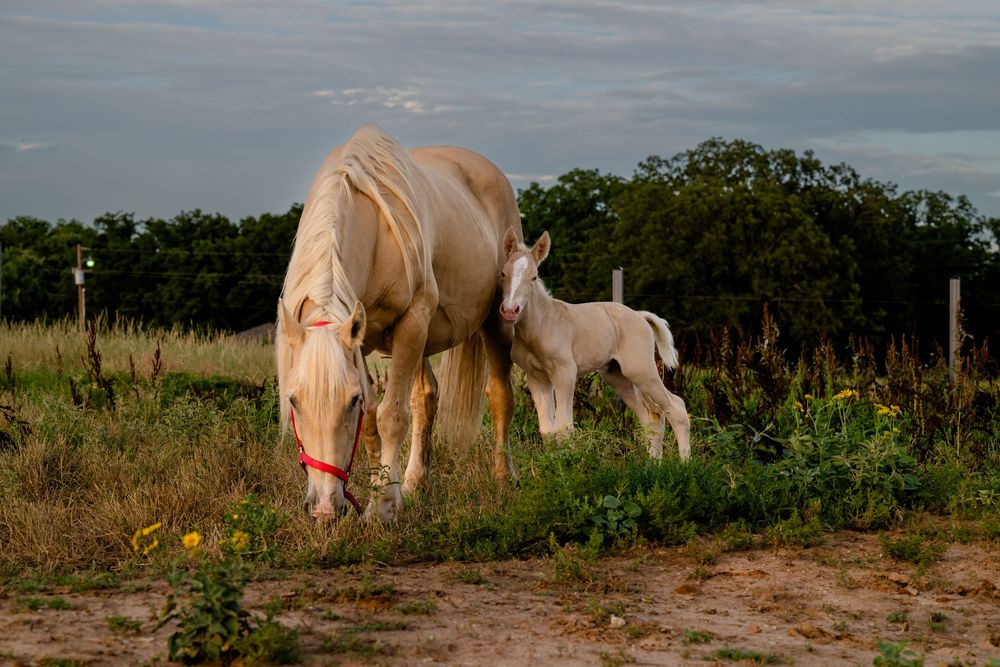 A group of white horses grazing together in a grassy field during sunset.