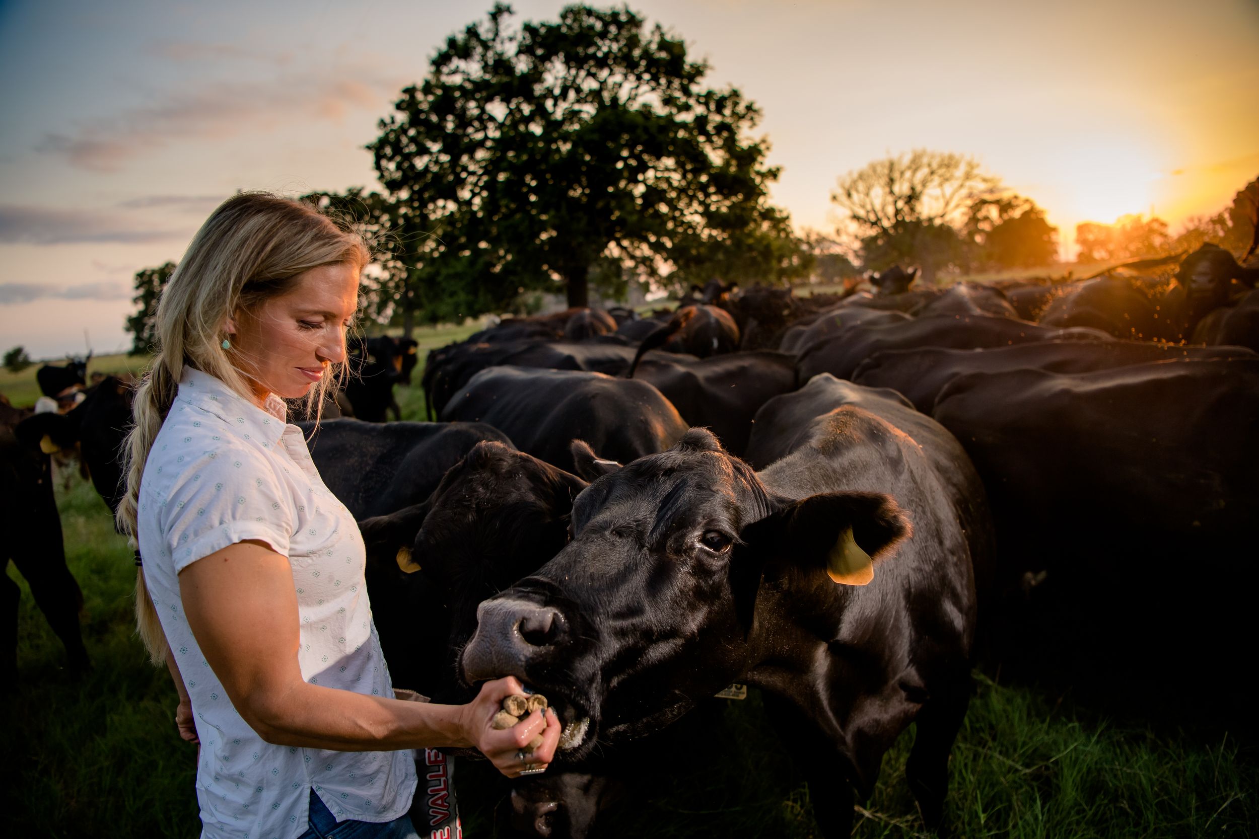 A herd of water buffalo grazes at sunset while being fed by someone in a white t-shirt in a grassy field.