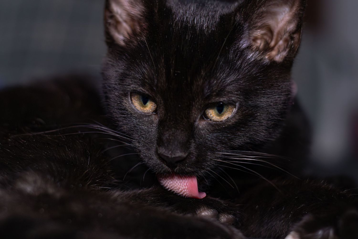 Close-up of a black cat with yellow eyes and pink tongue sticking out.
