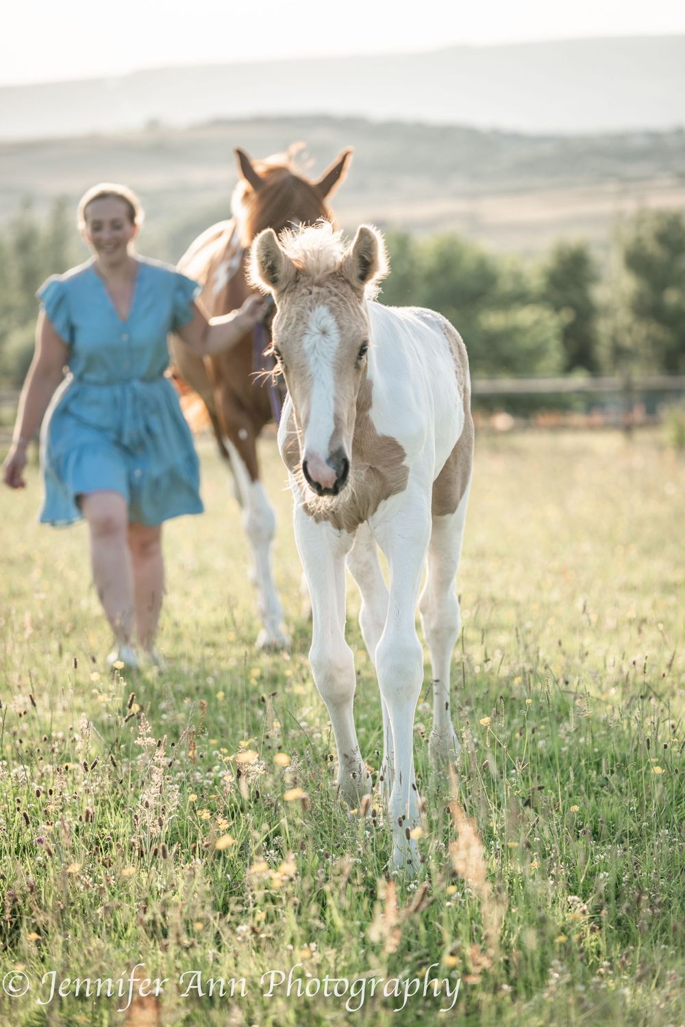 Young foal with distinctive white and tan coloring walks through a sunny summer meadow.