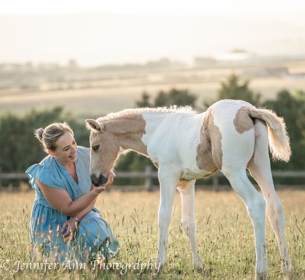 Spotted paint foal stands in a grassy field during golden hour.