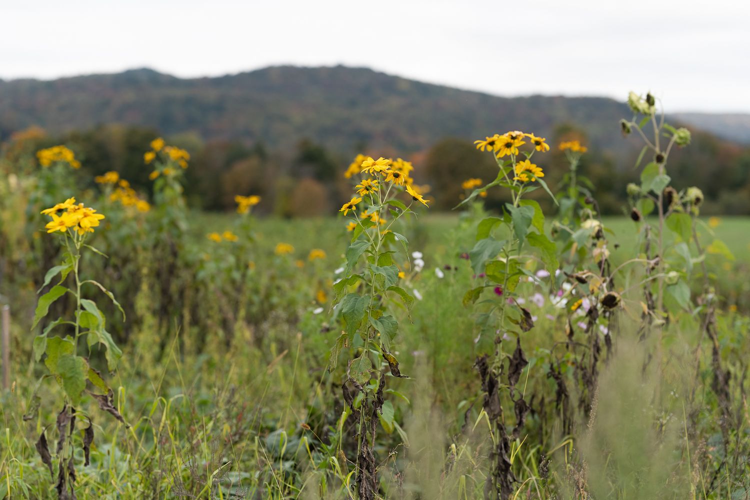 Yellow wildflowers growing in a meadow with mountains visible in the distance.