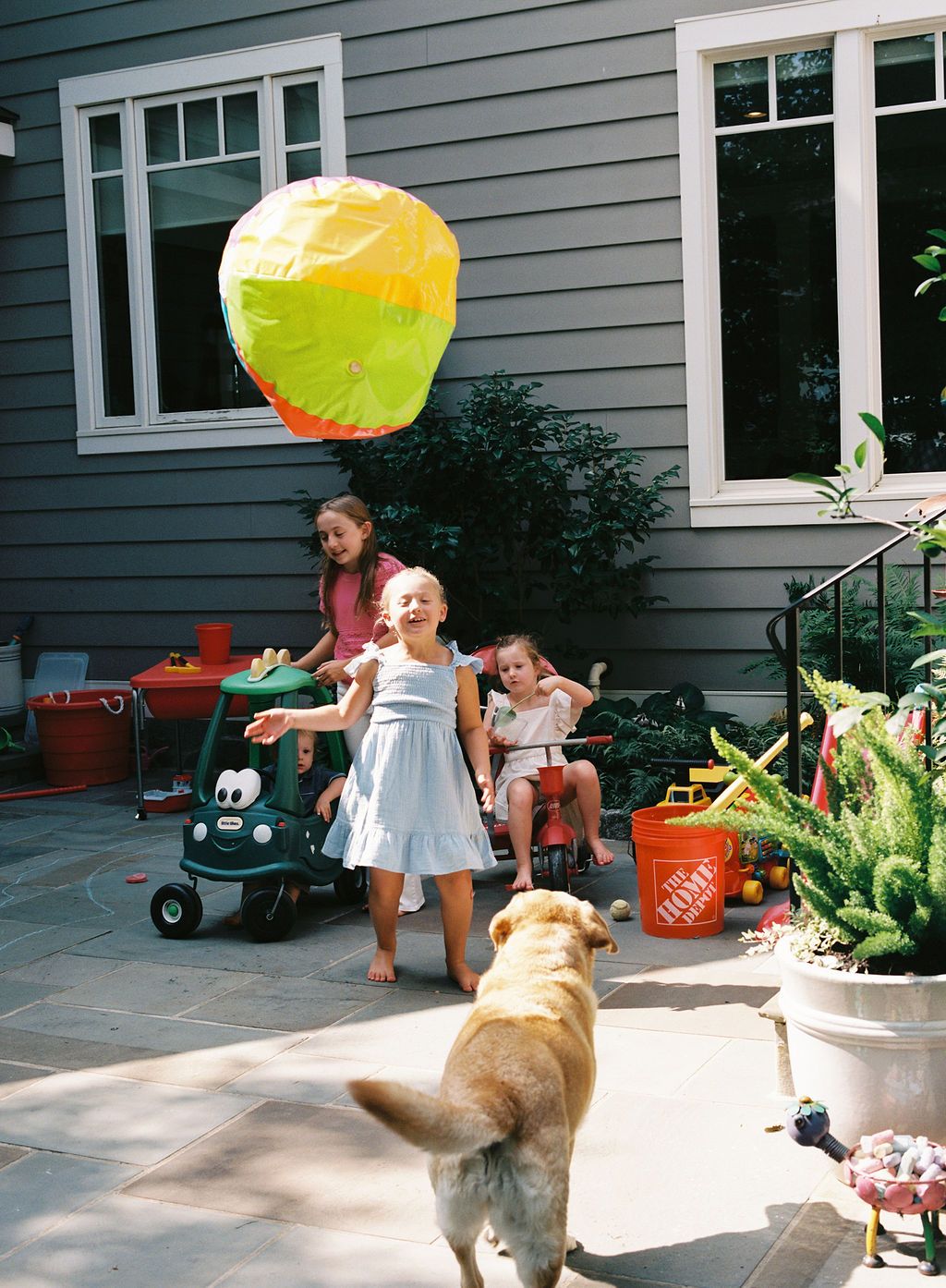 A dog plays with a ball during a playful outdoor game sequence captured in a panoramic format.