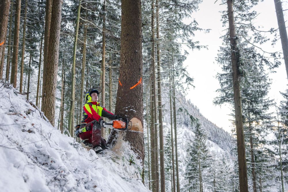 Professional logger fells tree on steep snowy mountainside during winter harvest.