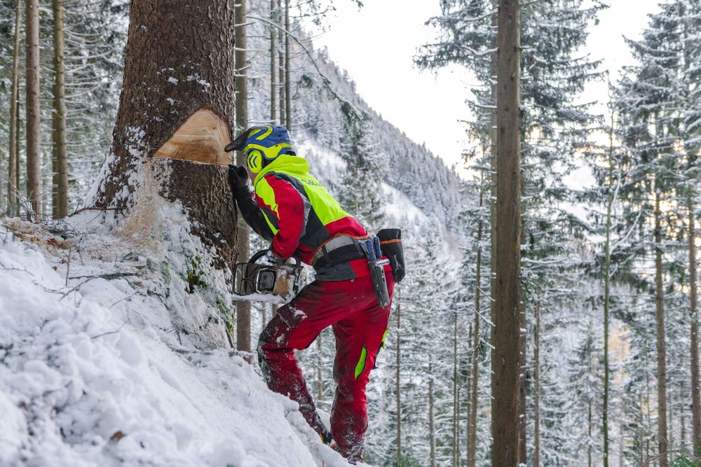 Logger in safety equipment cuts tree trunk sending sawdust flying in winter forest.