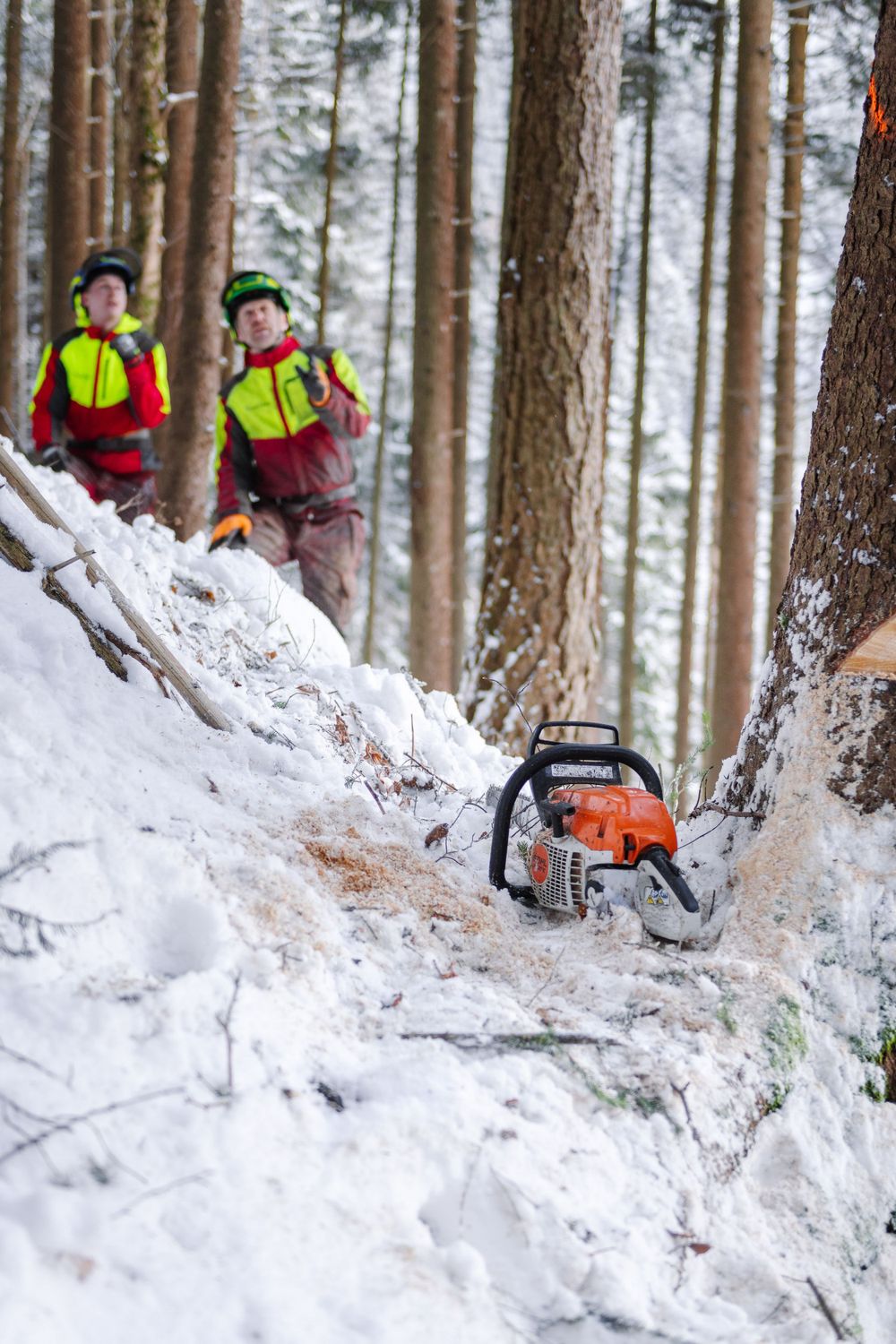 Chainsaw rests on snowy ground as forestry workers oversee winter logging operation.