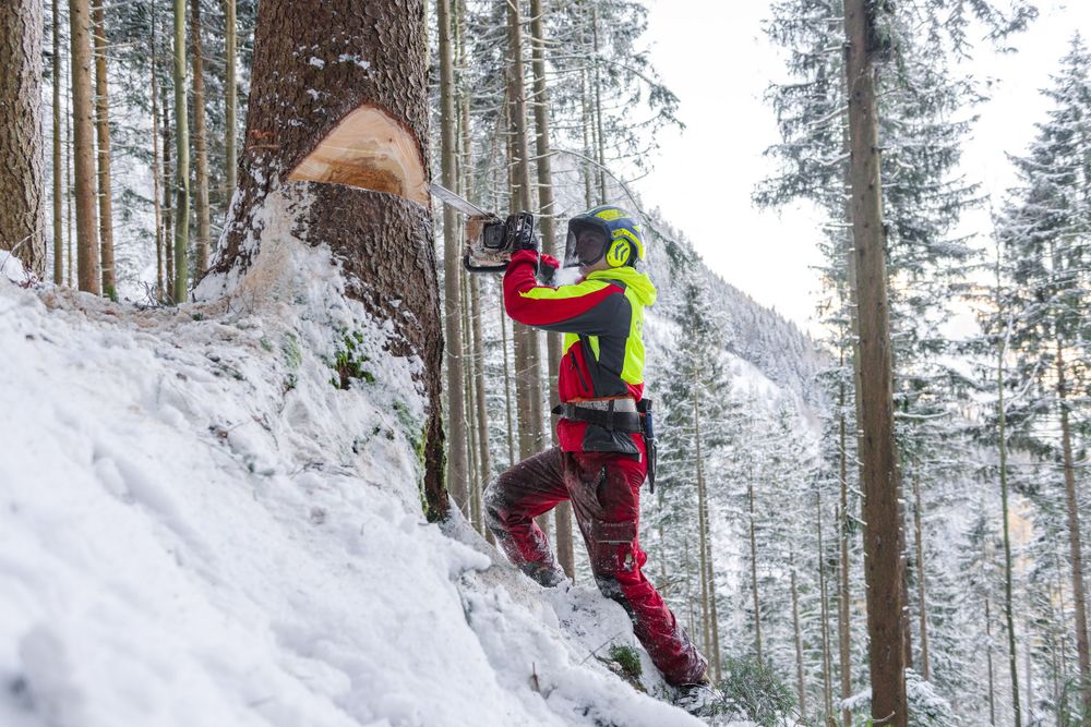 Logger works on steep snowy slope while cutting trees in winter forest landscape.