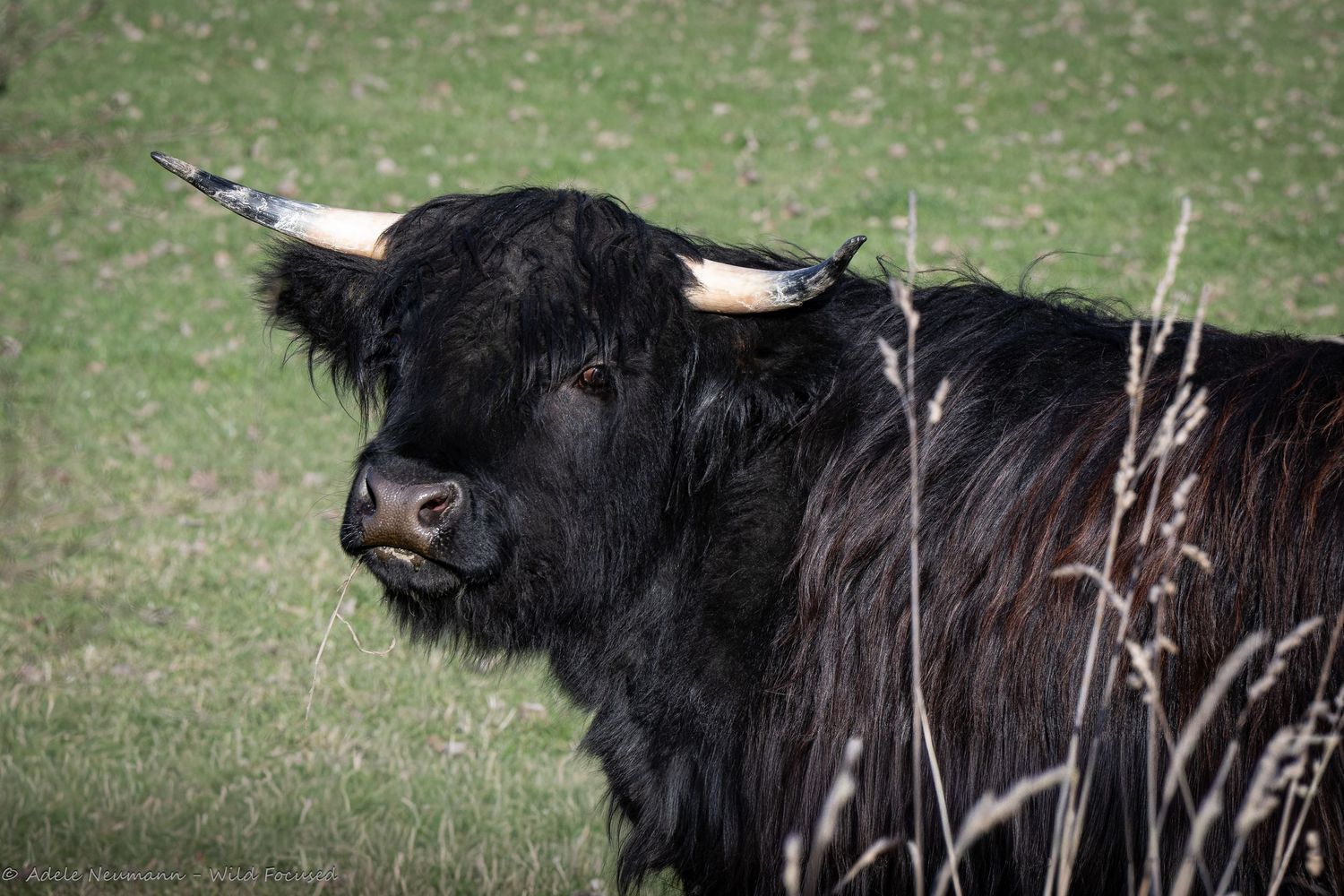Black Highland cow with curved horns standing in a green grassy field, showcasing its long shaggy coat.