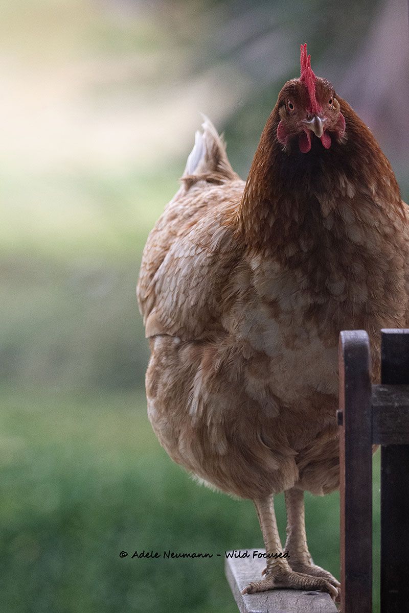 A brown hen with red comb perches on a wooden chair against a soft green bokeh background.