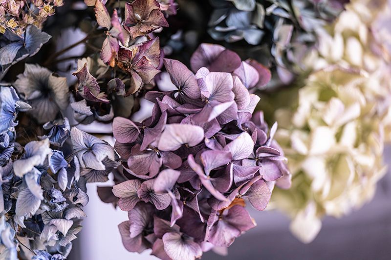 Close-up of dried hydrangea flower clusters in purple, blue, and cream tones with delicate layered petals.