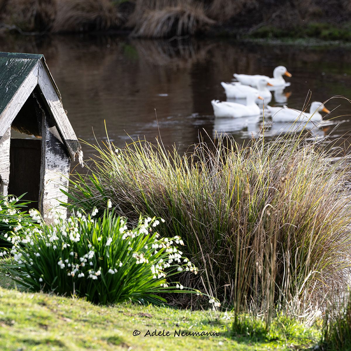 White Peking Ducks swimming on a tranquil pond beside a rustic wooden duck house with ornamental grasses and Snowdrop flowers in foreground.