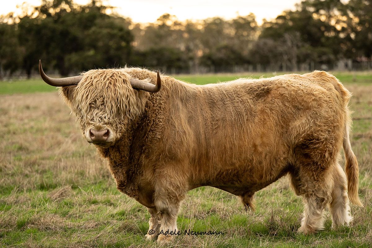 A large Highland bull with long shaggy golden-brown fur and curved horns stands proudly in a green pasture at golden hour.