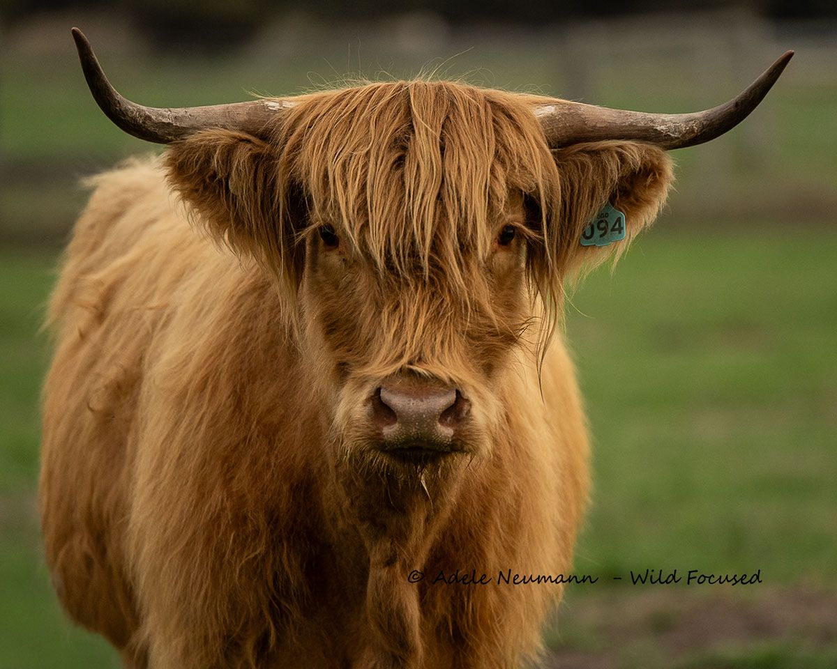 A fluffy Highland cow with long curved horns and shaggy golden-brown coat stands in a green field.
