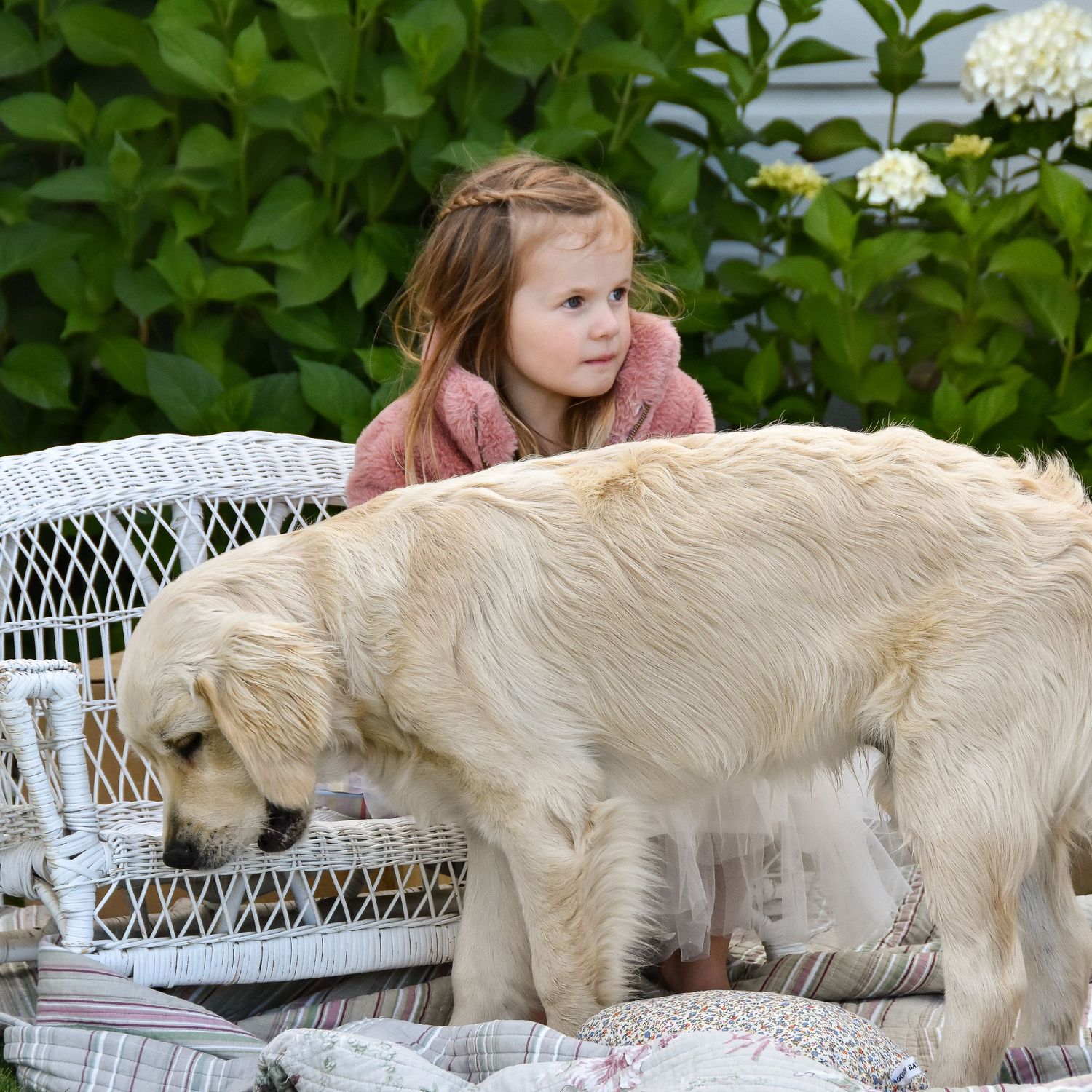 A young girl in a pink sweater watches a golden retriever dog in a garden with white wicker furniture.