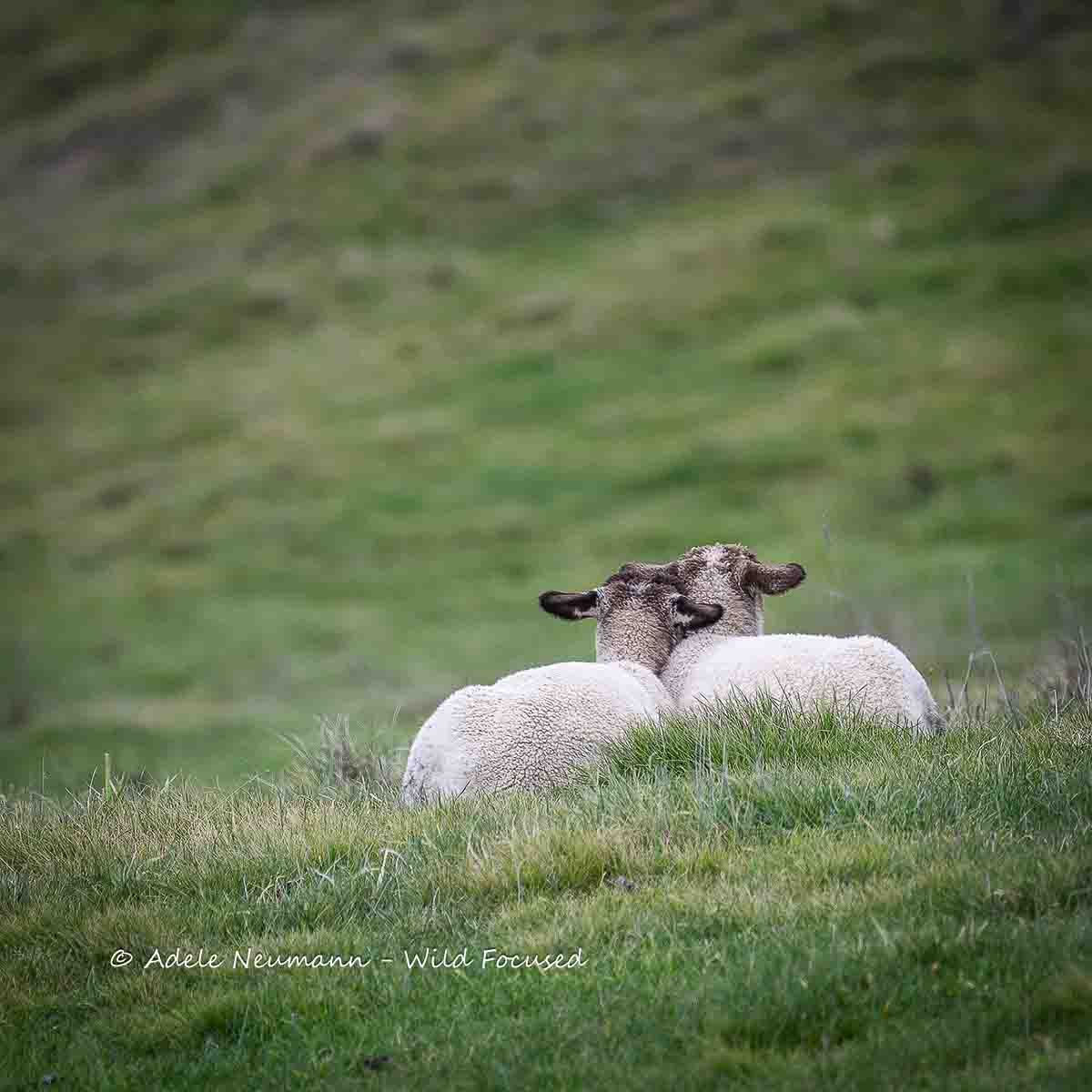 Two white sheep resting and cuddling together on a lush green hillside, nuzzling each other affectionately in a peaceful pastoral scene.