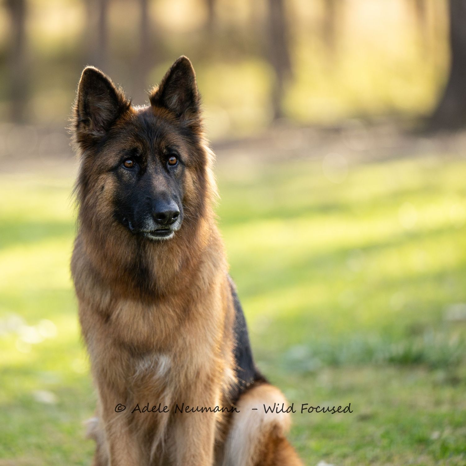 A majestic long-haired German Shepherd dog sits alert in a sunlit green meadow, showcasing its rich tan and black coat.