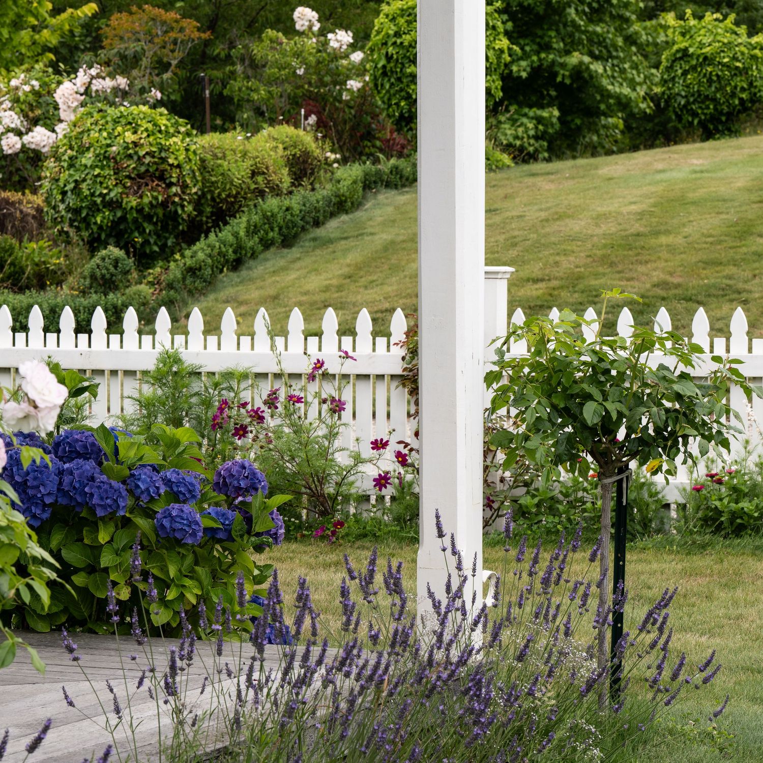 White picket fence garden with blue hydrangeas, purple lavender, and lush green lawn in background.