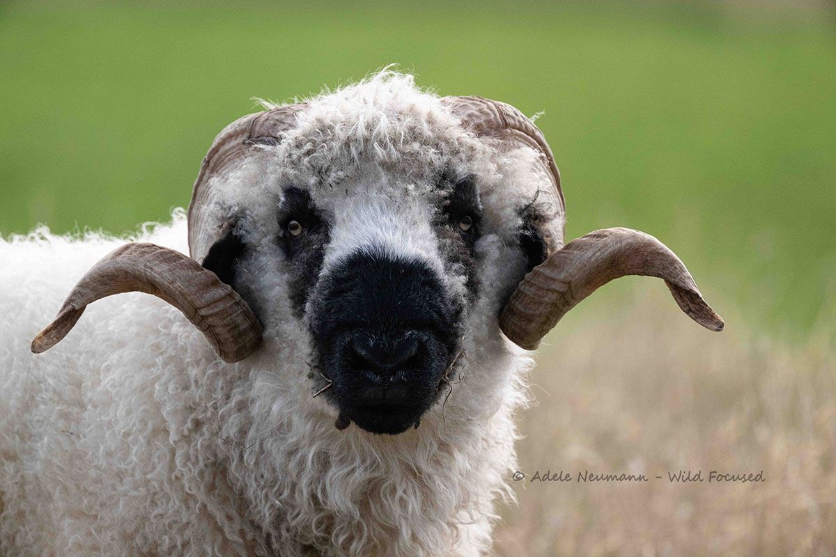 Close-up of a Valais blacknosed ram with curved horns standing in a green field.