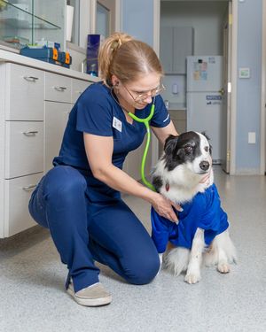 veterinarian caring for dog in modern Sarasota pet clinic clean bright hospital environment compassionate animal care