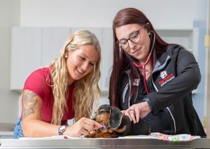 veterinarian caring for dog in modern Sarasota pet clinic clean bright hospital environment compassionate animal care