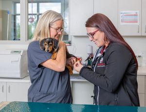 veterinarian caring for dog in modern Sarasota pet clinic clean bright hospital environment compassionate animal care