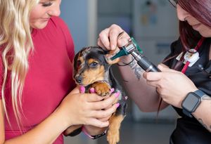 veterinarian caring for dog in modern Sarasota pet clinic clean bright hospital environment compassionate animal care