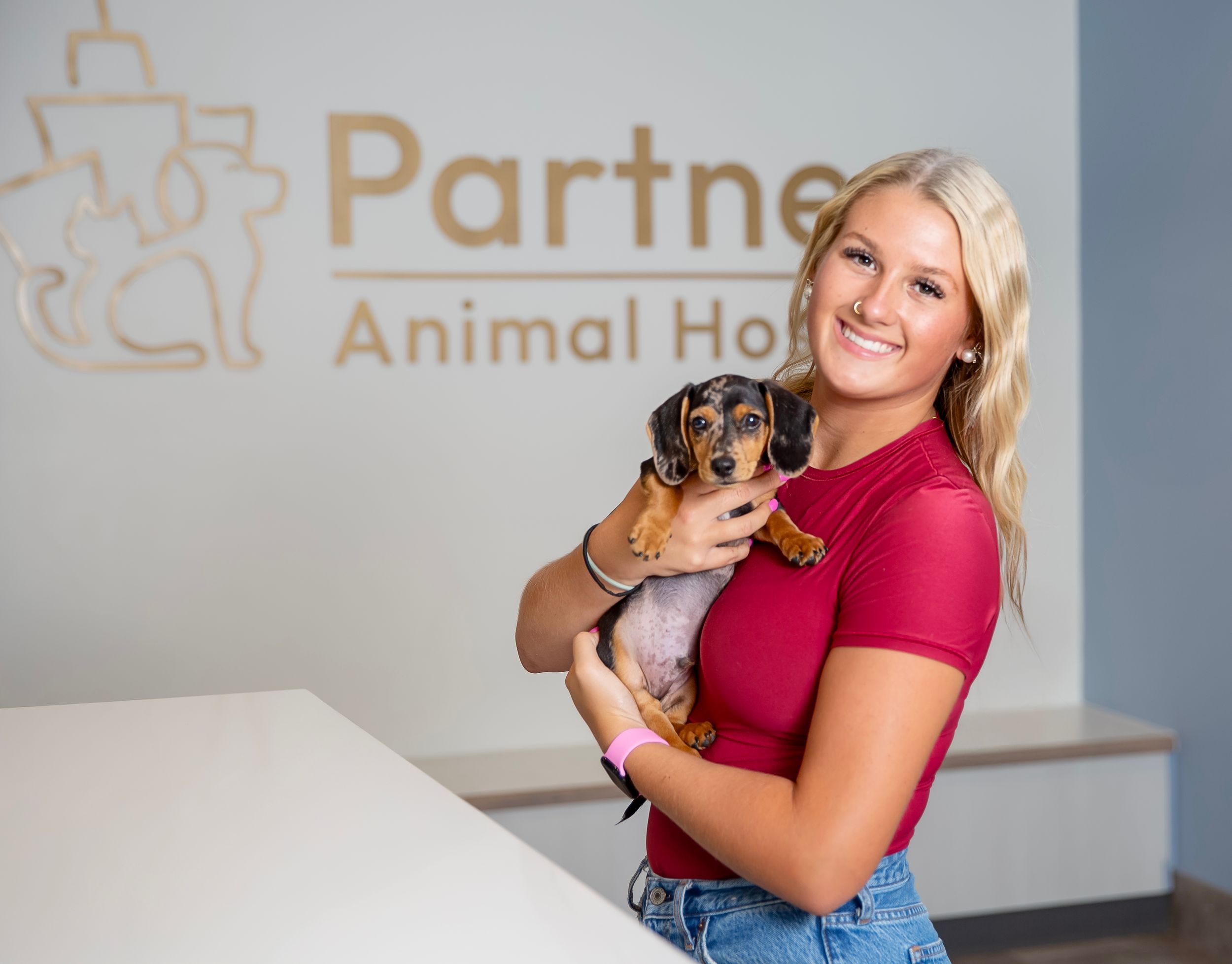 veterinarian caring for dog in modern Sarasota pet clinic clean bright hospital environment compassionate animal care