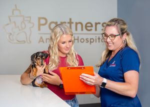 veterinarian caring for dog in modern Sarasota pet clinic clean bright hospital environment compassionate animal care