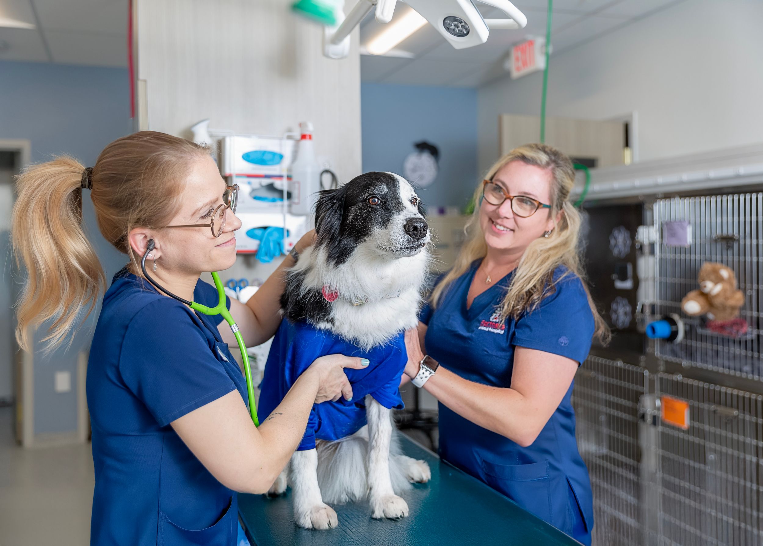 veterinarian caring for dog in modern Sarasota pet clinic clean bright hospital environment compassionate animal care