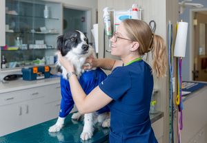 veterinarian caring for dog in modern Sarasota pet clinic clean bright hospital environment compassionate animal care