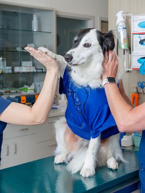 veterinarian caring for dog in modern Sarasota pet clinic clean bright hospital environment compassionate animal care
