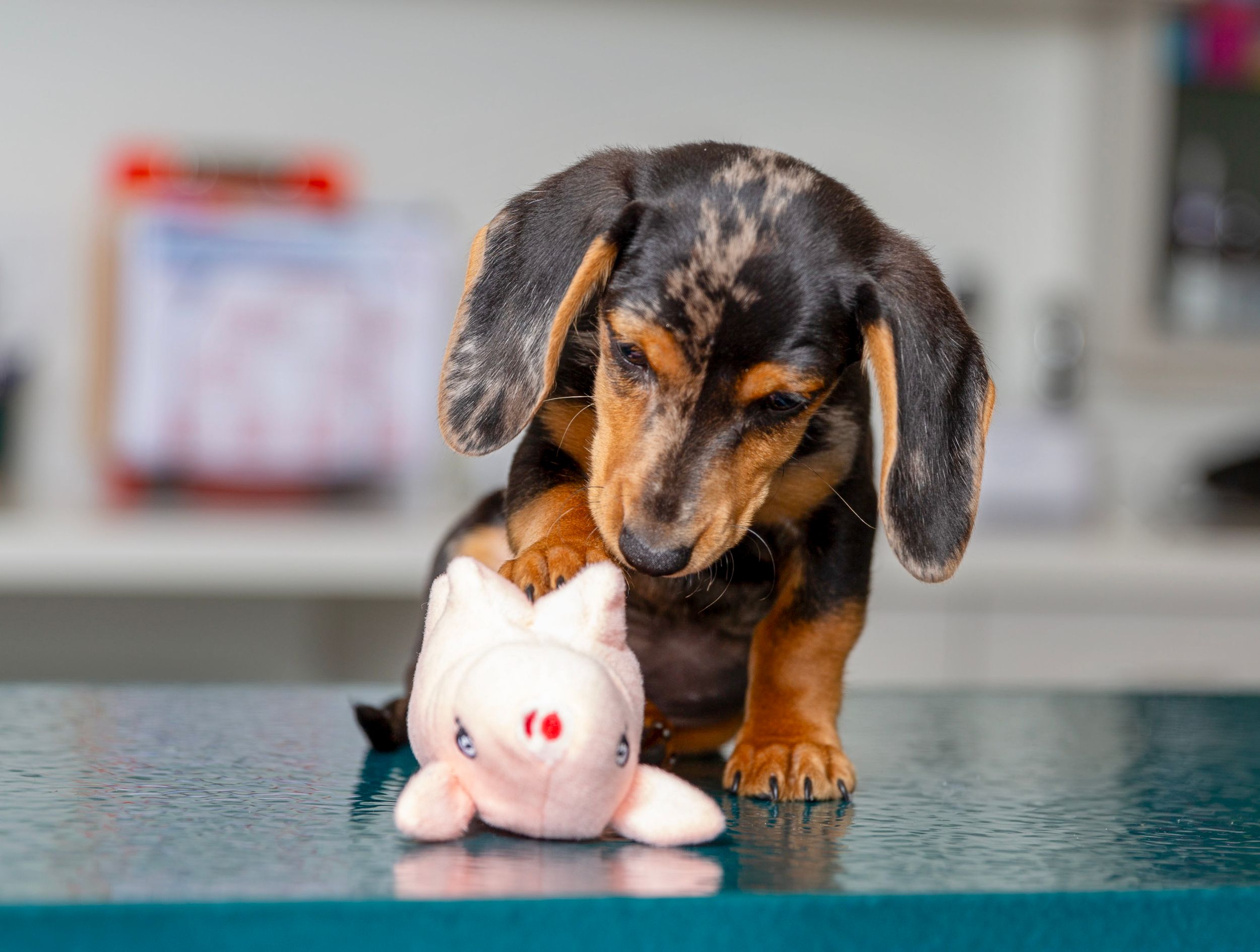 veterinarian caring for dog in modern Sarasota pet clinic clean bright hospital environment compassionate animal care