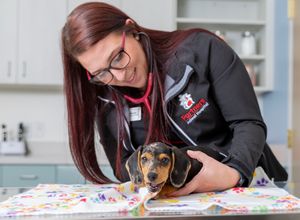 veterinarian caring for dog in modern Sarasota pet clinic clean bright hospital environment compassionate animal care