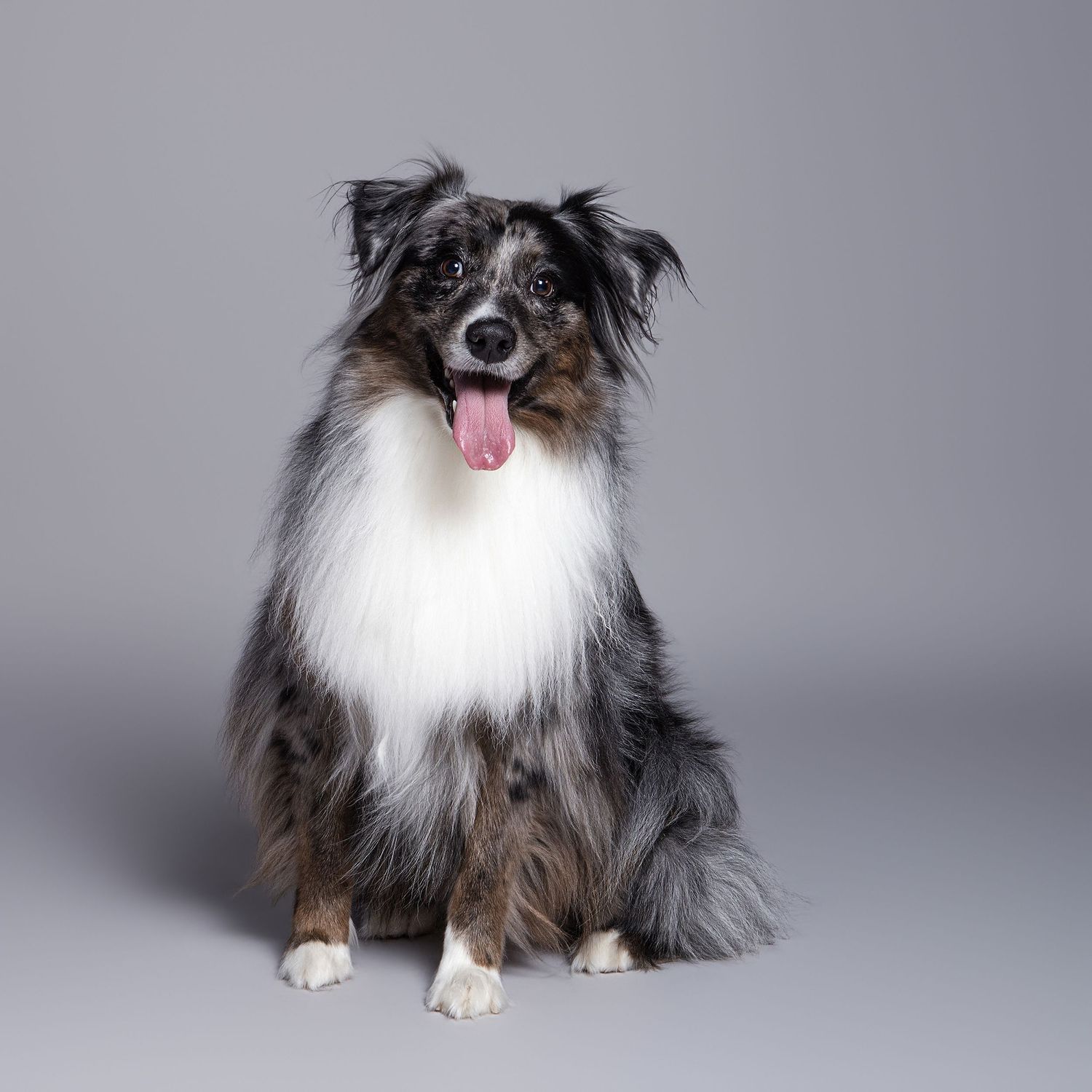 A fluffy blue merle Australian Shepherd dog sitting upright with tongue out against a gray studio background.
