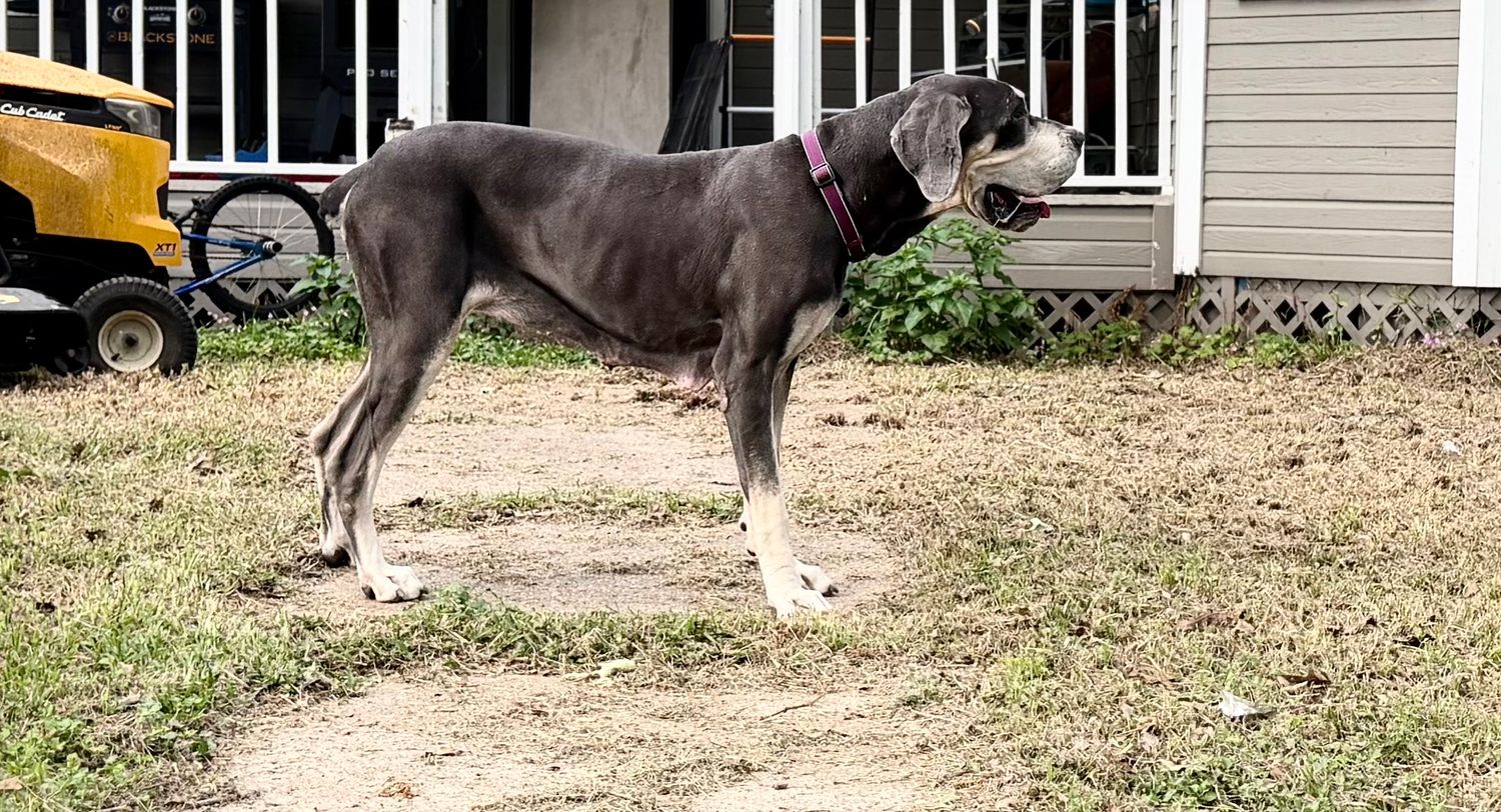 A large gray Great Dane dog standing in a dirt yard near a house with a yellow lawn mower in the background.