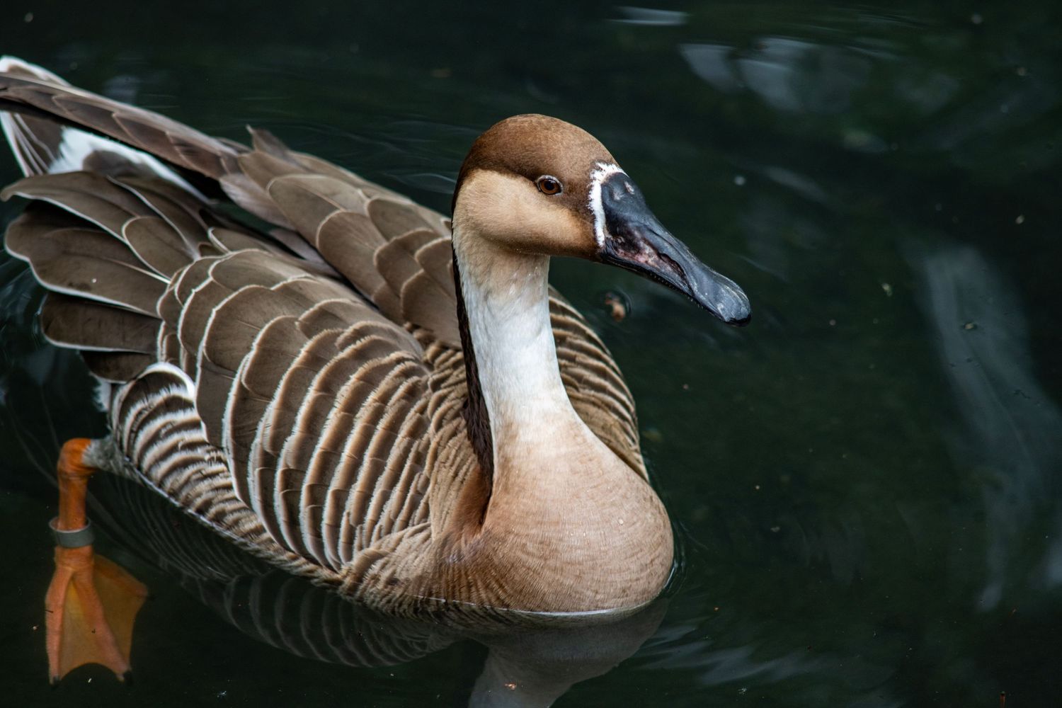 A brown and tan goose with an open beak swimming gracefully on dark water, showcasing detailed feather patterns.