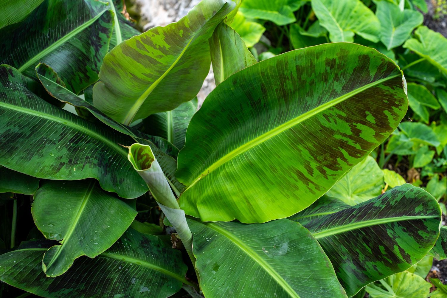 Lush tropical banana plant with large green leaves showing natural brown markings in a garden setting.