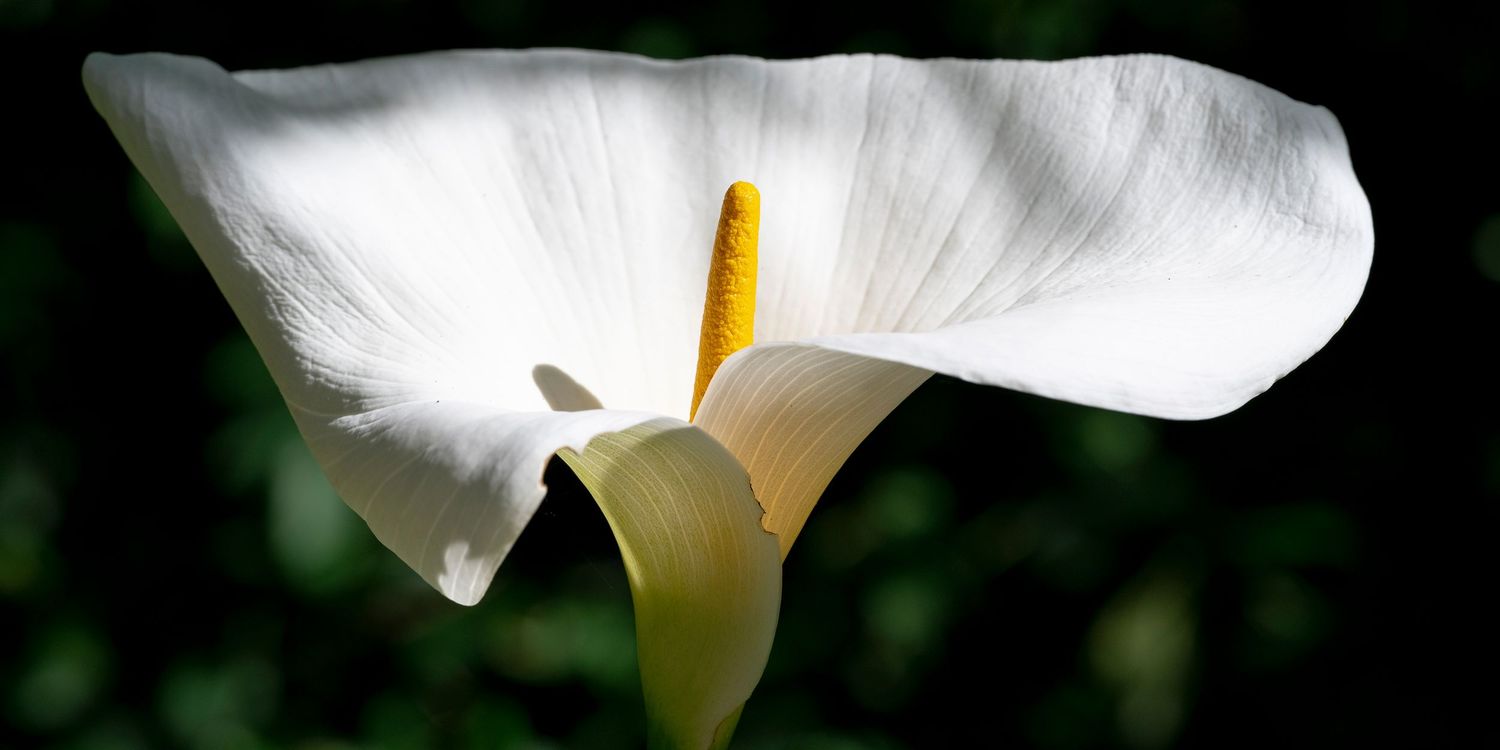 Close-up of a white calla lily with a yellow spadix against a dark green background in natural sunlight.