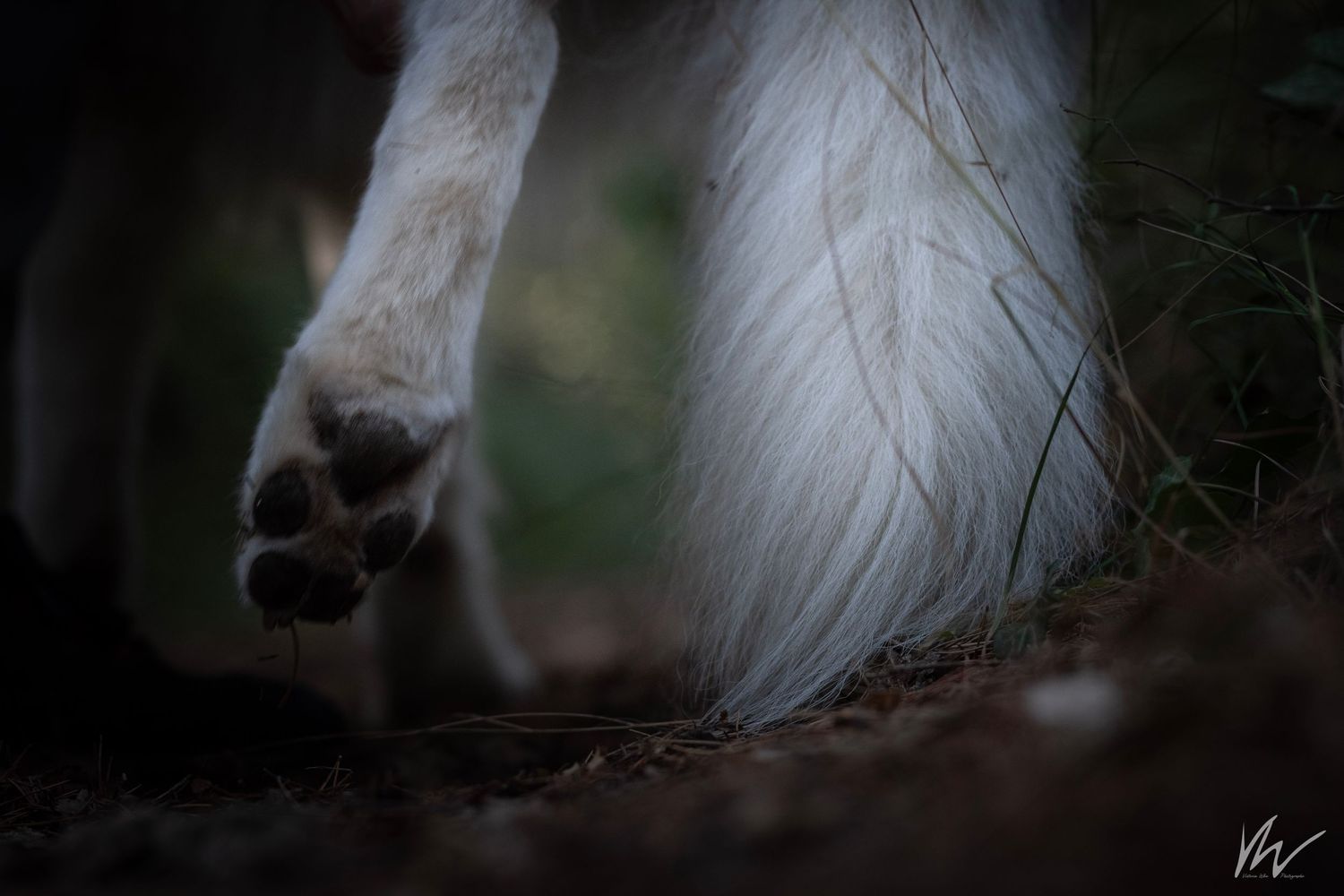 .Photographie Animaliere