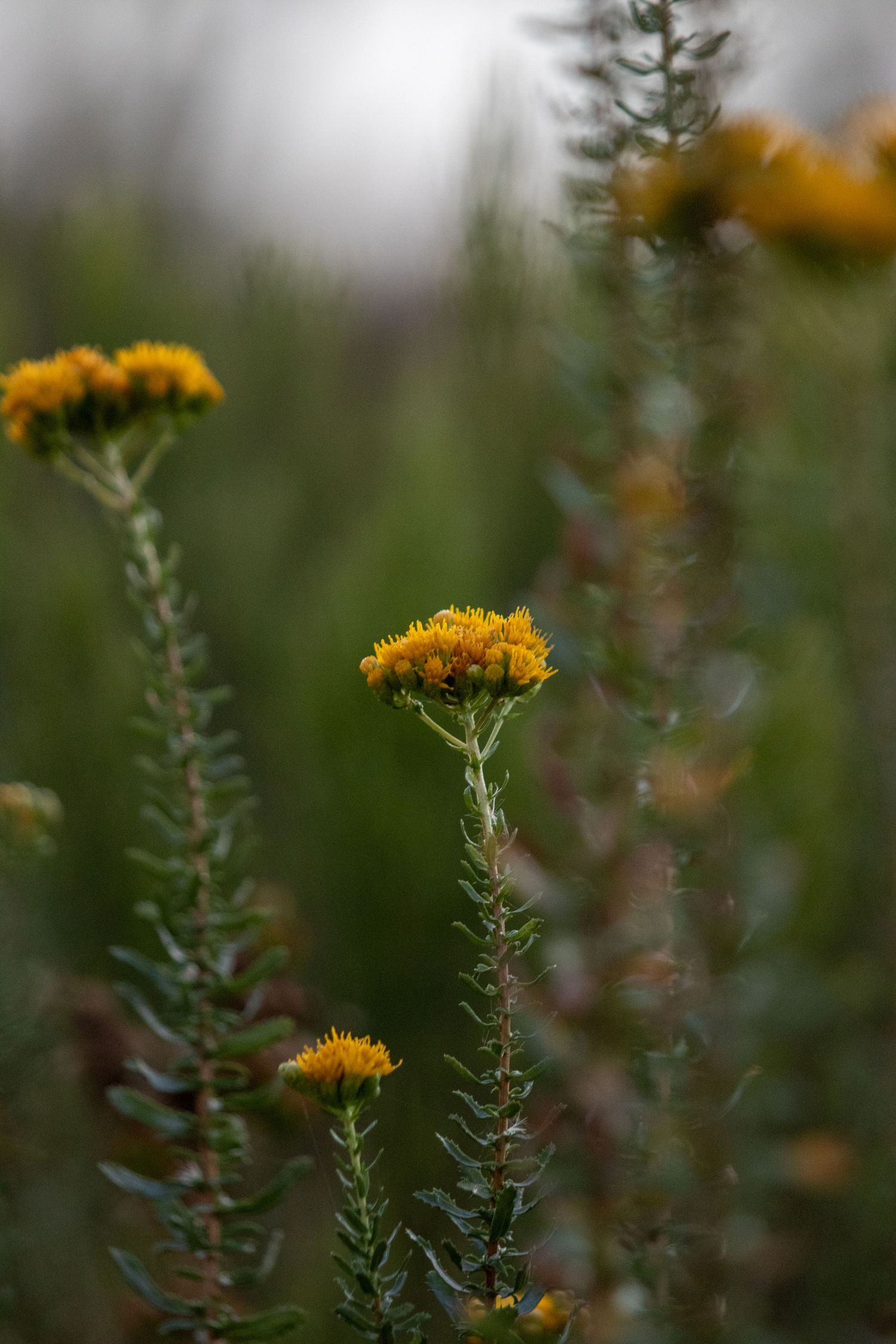 San Diego Photographer